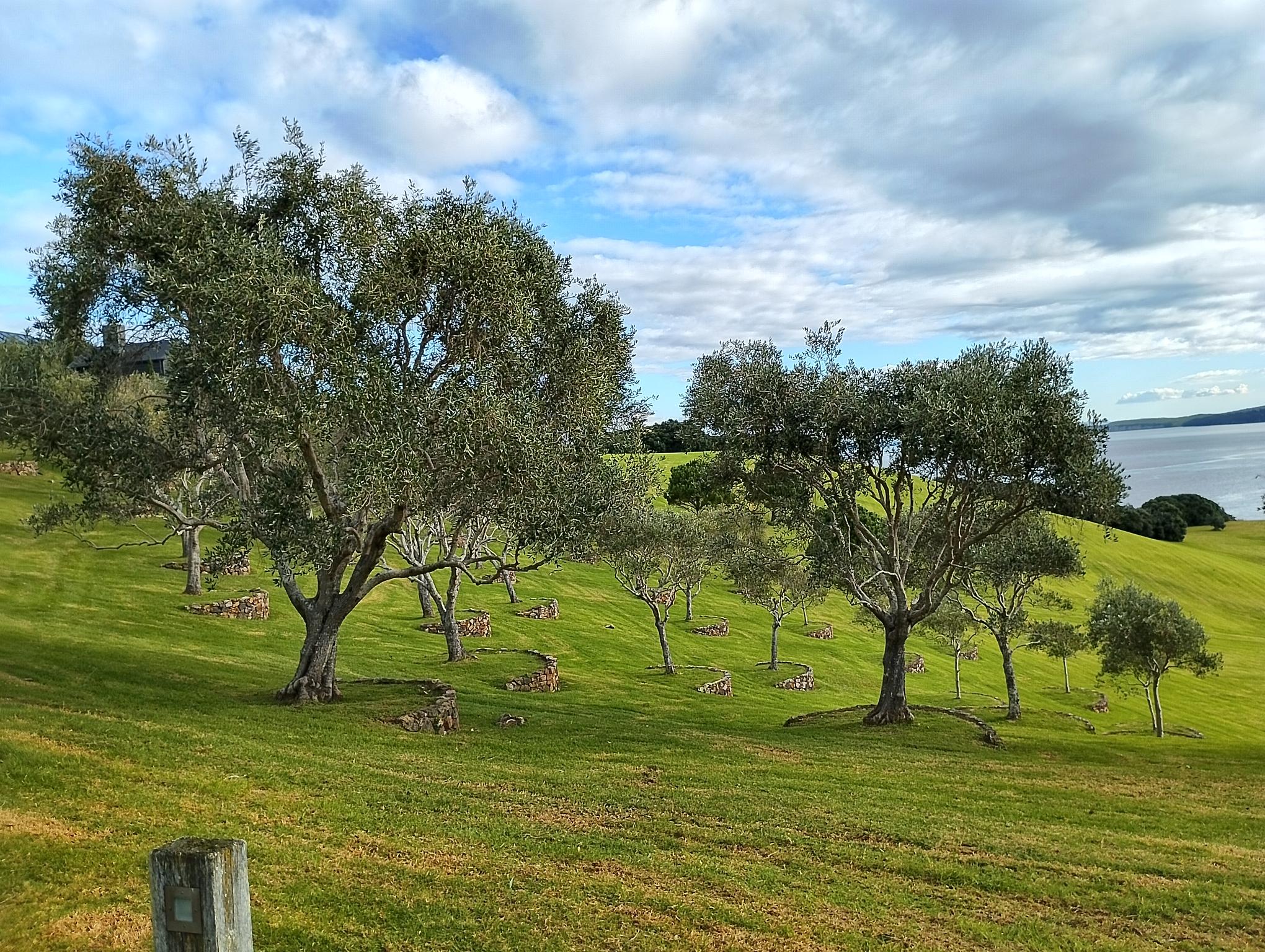 Established feature trees with rock surrounds on a sweeping lawn overlooking the sea