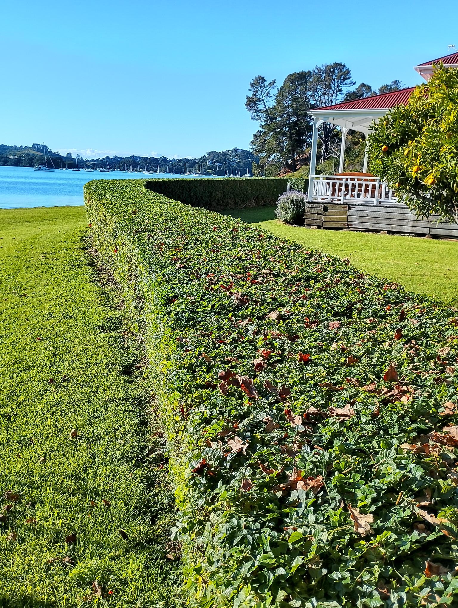 Long, perfectly trimmed hedge along a waterfront lawn